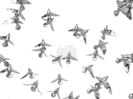 Téléchargez les photos : Oiseaux argentés fond sur blanc - en image libre de droit