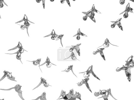 Foto de Fondo de aves plateadas sobre blanco - Imagen libre de derechos