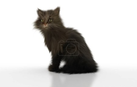 Foto de 3 d representación de un gato negro sobre un fondo blanco - Imagen libre de derechos