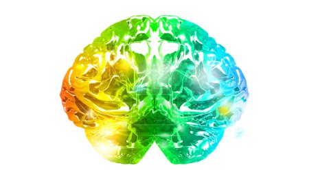 Téléchargez les photos : Modèle d'anatomie du cerveau humain - en image libre de droit