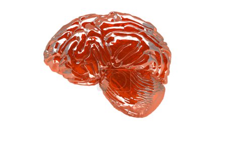 Téléchargez les photos : Modèle d'anatomie du cerveau humain - en image libre de droit