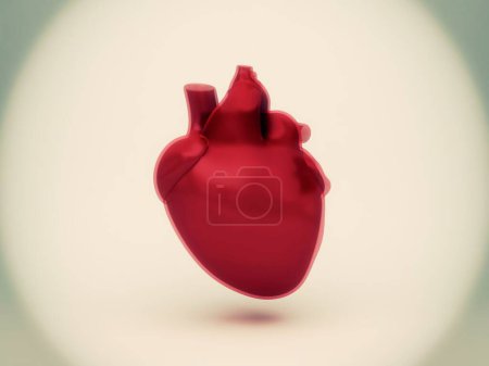 Foto de Modelo de anatomía del corazón humano - Imagen libre de derechos