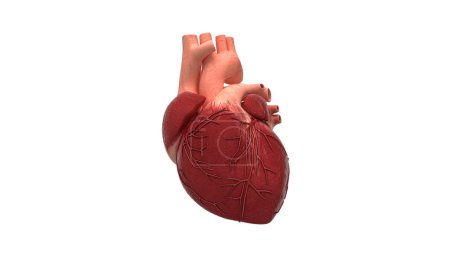 Téléchargez les photos : Modèle d'anatomie cardiaque humaine - en image libre de droit