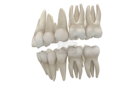 Téléchargez les photos : Dents dentaires sur blanc isolé - en image libre de droit