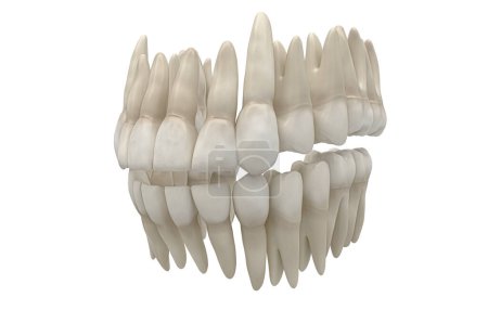Foto de Dientes dentales en blanco aislado - Imagen libre de derechos
