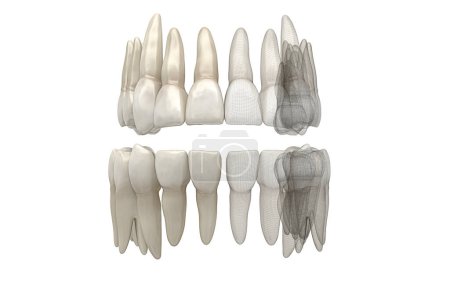 Téléchargez les photos : Dents isolées sur fond blanc - en image libre de droit