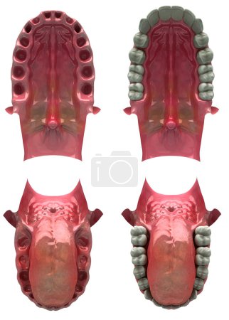 Téléchargez les photos : Anatomie des dents humaines. Illustration 3 d - en image libre de droit