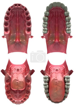 Foto de Anatomía de los dientes humanos. 3 d ilustración - Imagen libre de derechos