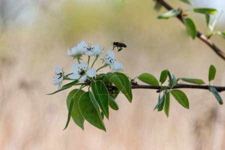 Foto de Flores blancas de primavera y abeja melífera borrosa - Imagen libre de derechos