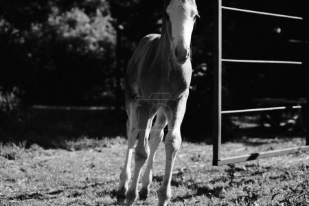 Téléchargez les photos : Photo en noir et blanc de jeunes chevaux sur le terrain - en image libre de droit