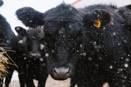 Foto de Negro angus terneros de vaca vaca rebaño en invierno nieve de cerca en granja. - Imagen libre de derechos