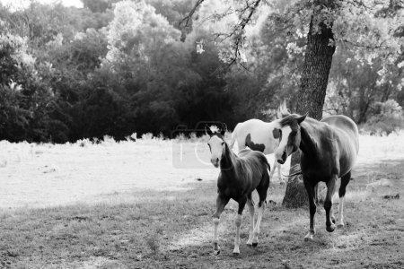Téléchargez les photos : Black and white scene of  horses in Texas summer field - en image libre de droit