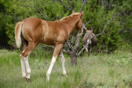 Téléchargez les photos : Beautiful shot of a young brown horse in a meadow - en image libre de droit