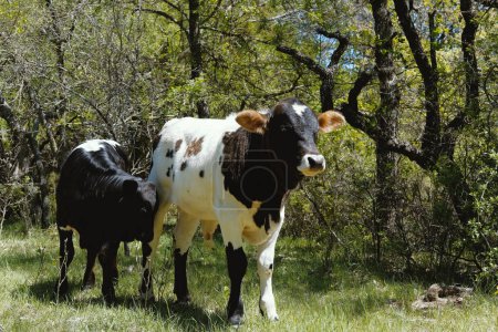 Foto de Vacas jóvenes en la granja de Texas durante el día, un par de terneros de ternera cruzada se acercan - Imagen libre de derechos