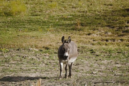Foto de Mini donkey standing in Texas field of farm. - Imagen libre de derechos