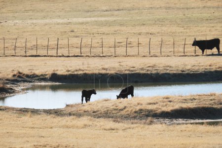 Foto de Hidratación para ganado con vacas negras angus en tanques o estanques de agua en el campo de rancho rural de Texas durante la temporada de invierno - Imagen libre de derechos