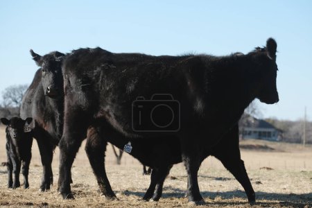 Foto de Manada de ganado angus negro muestra vacas en pastos de invierno de rancho de Texas para la industria de la carne de vacuno agrícola. - Imagen libre de derechos