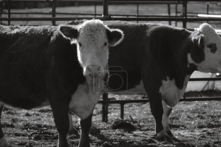 Foto de Hereford Vacas primer plano en la granja en blanco y negro - Imagen libre de derechos