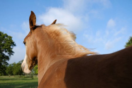 Téléchargez les photos : Vue rapprochée de poulain poulain cheval regardant loin à la ferme avec crinière de lin - en image libre de droit