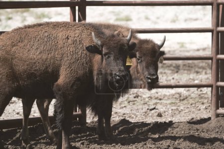 Téléchargez les photos : Paire de bisons gros plan à la ferme - en image libre de droit