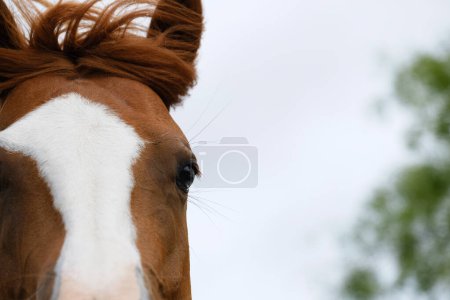 Téléchargez les photos : Vue rapprochée du cheval Sorrel mare au visage flamboyant - en image libre de droit