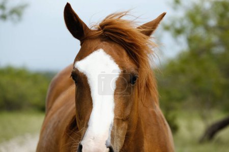 Téléchargez les photos : Vue rapprochée du cheval Sorrel mare - en image libre de droit