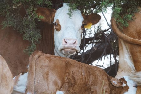 Foto de Vaca de Hereford con ternero bajo enebro para sombra en rancho de Texas - Imagen libre de derechos
