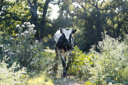 Téléchargez les photos : Pâturage de veaux tachetés dans un champ agricole du Texas pendant l'été - en image libre de droit