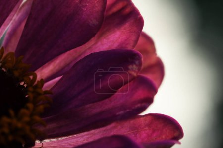 Téléchargez les photos : Zinnia vibrante fleur annuelle, pétales gros plan - en image libre de droit