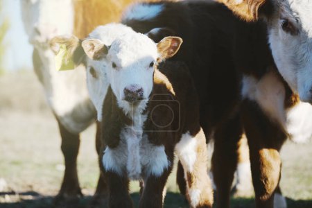 Foto de Curioso rostro de ternera de Hereford en granja de carne de vacuno con espacio de copia en el fondo. - Imagen libre de derechos