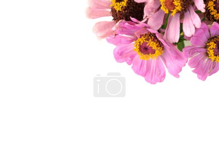 Téléchargez les photos : Fleurs annuelles de zinnia vibrantes sur fond de texture avec espace de copie pour la fête des mères. - en image libre de droit