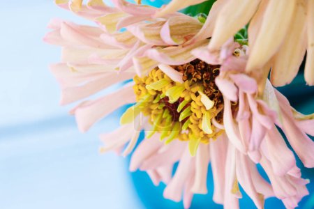 Téléchargez les photos : Fleurs de zinnia vibrantes fleurissent sur fond lumineux avec espace de copie pour la fête des mères. - en image libre de droit