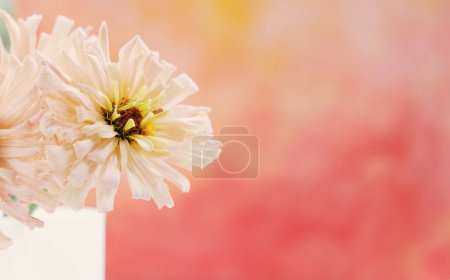 Foto de Flores de zinnia vibrantes florecen sobre fondo brillante con espacio de copia para el día de las madres. - Imagen libre de derechos