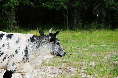 Téléchargez les photos : Corned jeune vache de boeuf sur Texas - en image libre de droit
