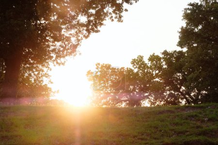 Foto de Hermoso atardecer con rayos de sol y árboles jóvenes en el fondo - Imagen libre de derechos