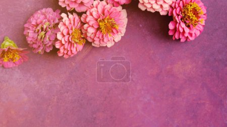Téléchargez les photos : Fleurs de Zinnia avec espace de copie sur le fond pour la fête des mères. - en image libre de droit