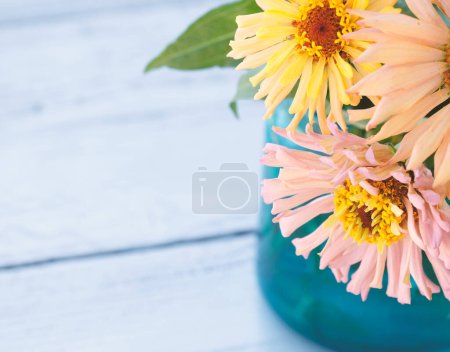 Téléchargez les photos : Concept de jardinage printanier avec des fleurs de zinnia - en image libre de droit