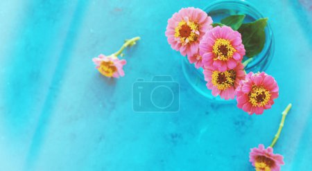 Téléchargez les photos : Zinnia fleurs du jardin, isolé avec espace de copie pour la fête des mères - en image libre de droit