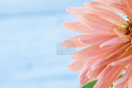 Photo for Zinnia flower bloom on light blurred background - Royalty Free Image