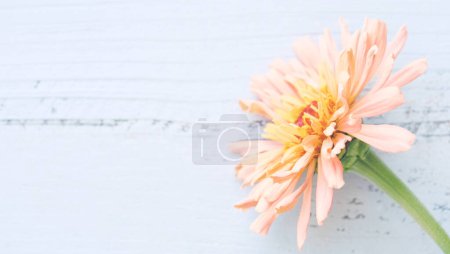 Téléchargez les photos : Zinnia fleur fleurir sur fond pastel - en image libre de droit