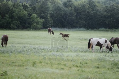 Téléchargez les photos : Troupeau de chevaux au Texas pâturage au printemps sur ranch rural. - en image libre de droit