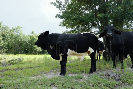 Foto de Vaca híbrida de ganado vacuno en campo de granja de verano de Texas - Imagen libre de derechos