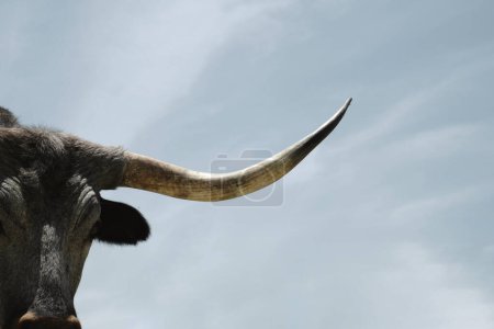 Foto de Primer plano de cuerno grande en vaca de cuerno largo de Texas. - Imagen libre de derechos