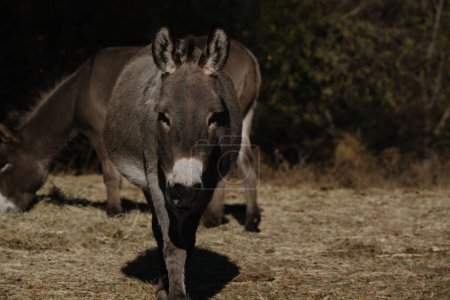 Foto de Mini burros en campo rural de Texas con espacio de copia en el fondo - Imagen libre de derechos