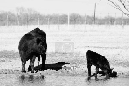 Téléchargez les photos : Vache angus noire avec veau au point d'abreuvement du ranch Texas pendant la saison hivernale - en image libre de droit