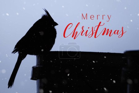 Téléchargez les photos : Silhouette d'oiseau cardinale avec Joyeux Noël salutation sous fond de neige d'hiver - en image libre de droit