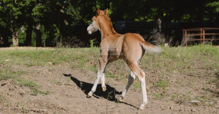Téléchargez les photos : Beau petit poulain brun cheval poulain dans le champ de ferme Texas - en image libre de droit