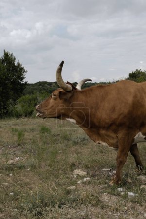 Téléchargez les photos : Texas Longhorn vache dans les pâturages agricoles - en image libre de droit