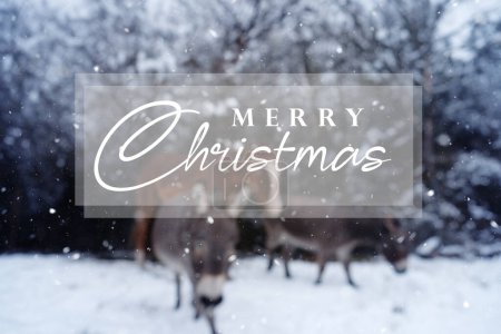 Foto de Alegre estandarte de Navidad con mini burros en invierno nieve sobre fondo borroso - Imagen libre de derechos