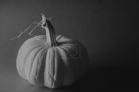 Photo for Close-up shot of pumpkin background for thanksgiving decor art in black and white - Royalty Free Image